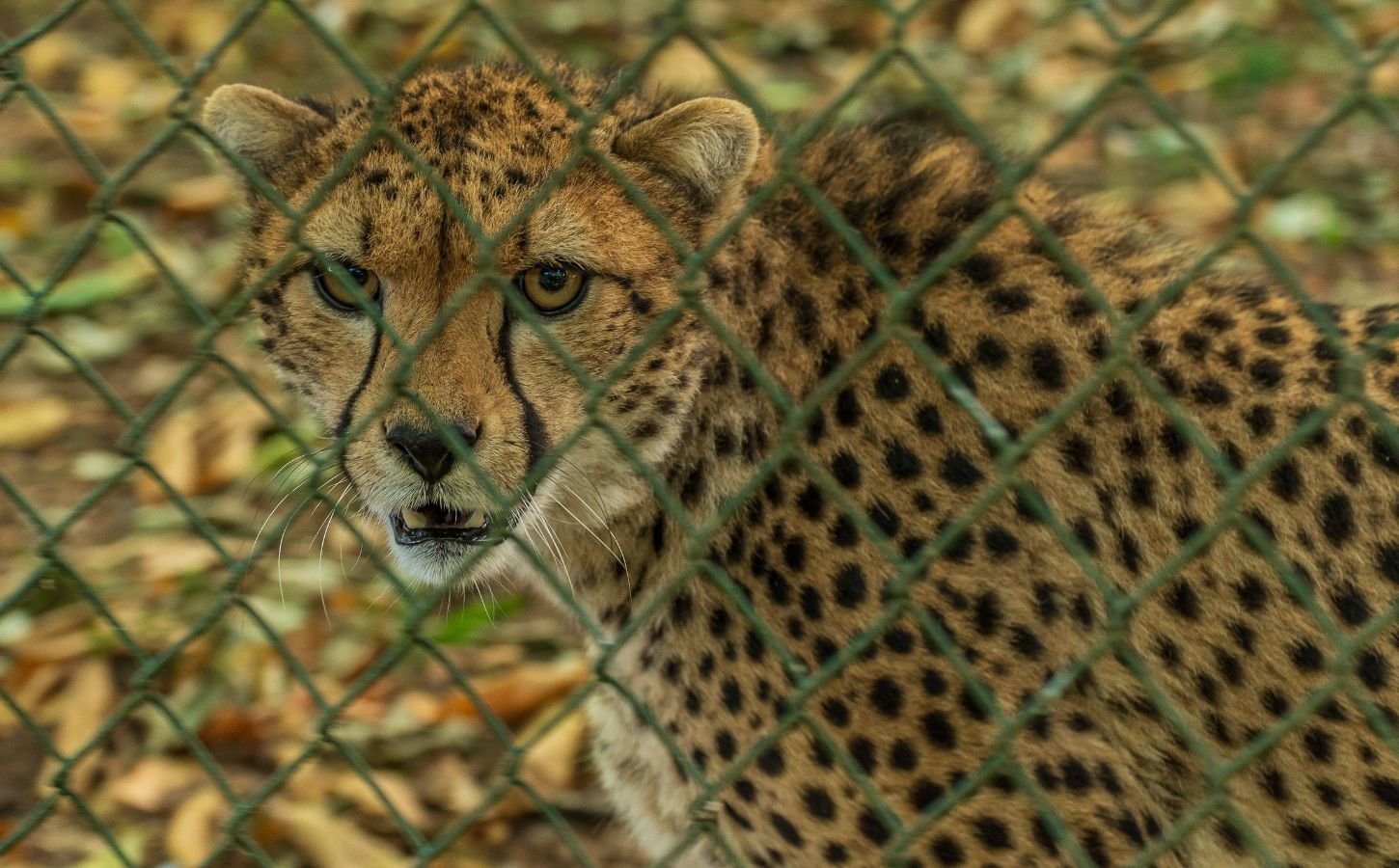 Photo shows a captive cheetah behind a wire fence