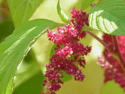 Amaranthus_tricolor0.jpg