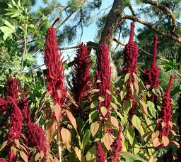 Amaranthus_flowers.jpg