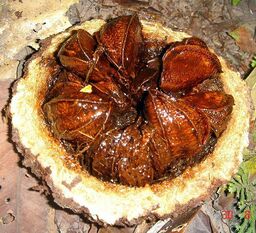 658px-Brazil_nut_DSC05477.jpg