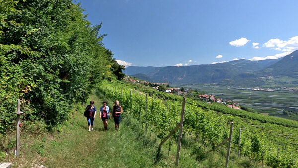 Weinlehrpfad in Kurtatsch