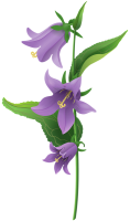 Bellflower PNG