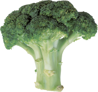 Broccoli PNG