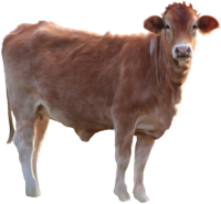 Cow PNG image