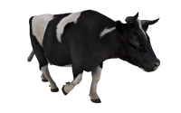 Cow PNG image