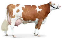 brown Cow PNG image