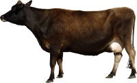 cow PNG