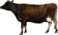 cow PNG