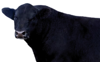 cow PNG