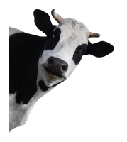 cow PNG