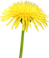 Dandelion PNG