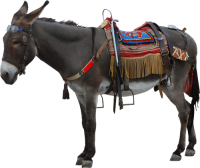 Donkey PNG