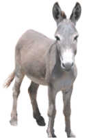 Donkey PNG