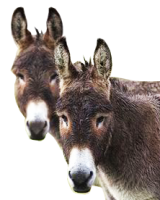 Donkey PNG