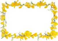 Floral frame PNG