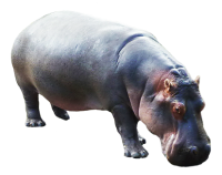 Hippo PNG