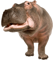 Hippo PNG