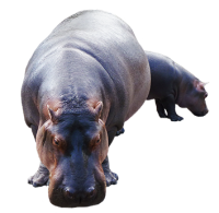 Hippo PNG