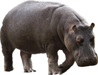 Hippo PNG