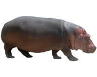 Hippo PNG