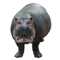 Hippo PNG