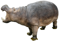 Hippo PNG