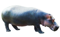 Hippo PNG