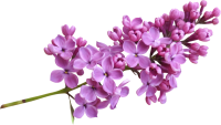 Lilac PNG