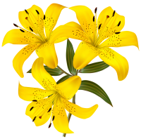 Lilium PNG