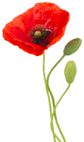 Poppy flower PNG