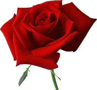 Red rose png image, free picture download