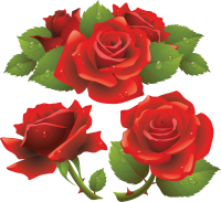 Rose PNG