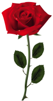 Rose PNG