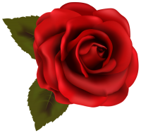 Rose PNG