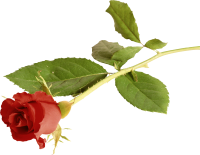 Rose PNG