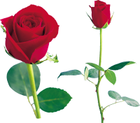 Rose PNG