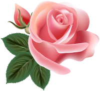 Rose PNG