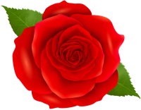 Rose PNG