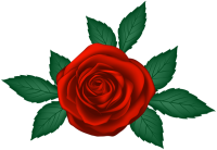 Rose PNG