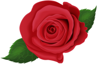 Rose PNG