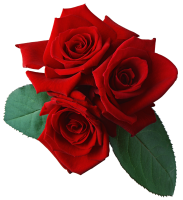 Rose PNG