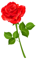 Rose PNG