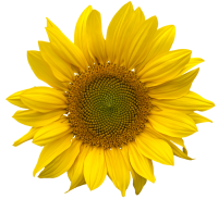 Sunflower PNG