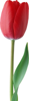 Red tulip PNG image