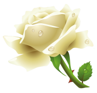 White rose PNG image, flower white rose PNG picture