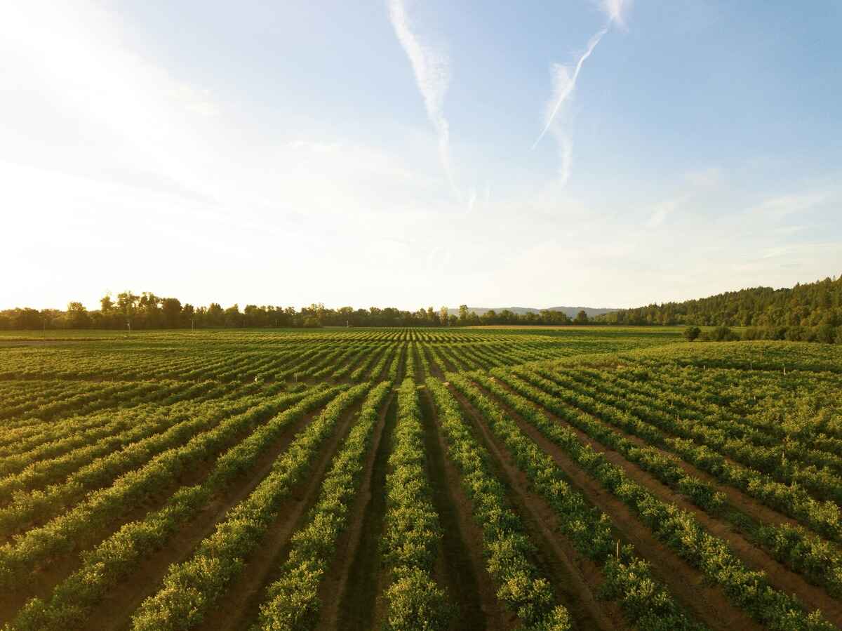 Imóvel rural com grande terreno e plantação