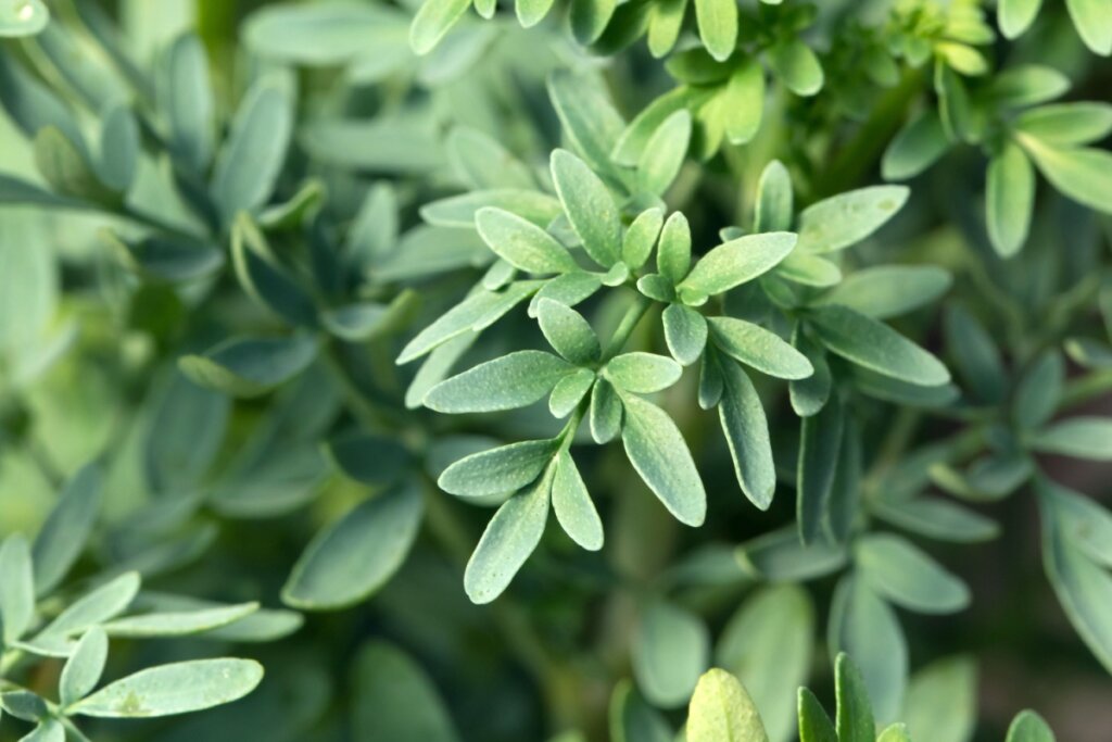 galhos com folhas verdes de arruda