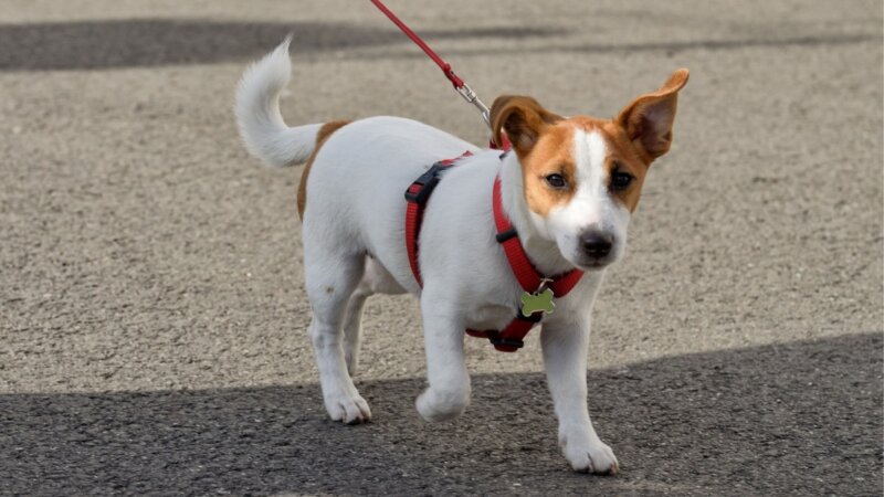 10 cuidados no primeiro passeio com o cachorro na rua