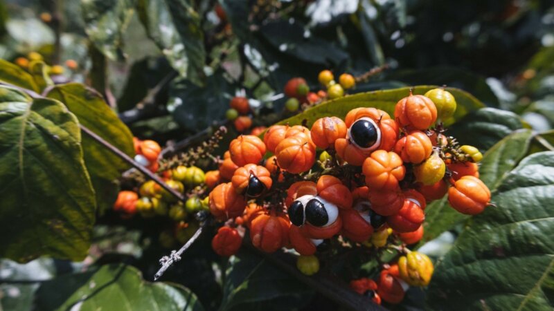 5 benefícios da planta guaraná para a saúde e como usá-la