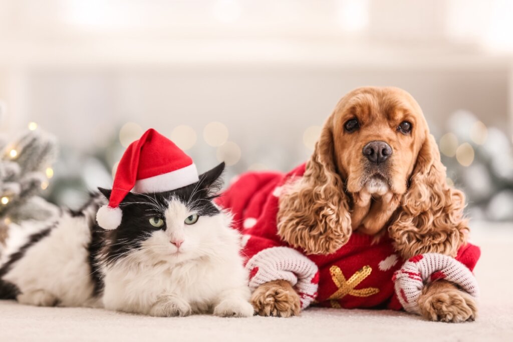 Gato de pelagem branca e preta com gorro de Natal enquanto repousa ao lado de um cão de pelagem marrom, vestido com um suéter vermelho natalino